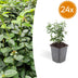 24x Euonymus fortunei radicans - ↕10-25cm - Ø9cm Bild 1