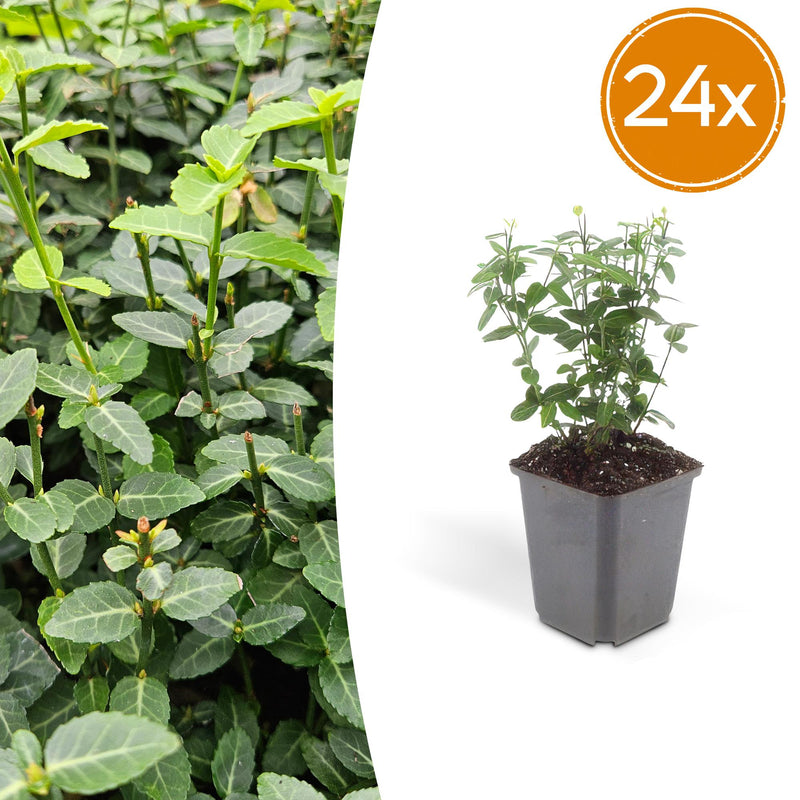 24x Euonymus fortunei radicans - ↕10-25cm - Ø9cm