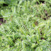 12x Leptinella Squalida Bodendecker - 10-25cm Bild 7