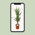 Yucca Palme Ø21cm - 90cm: Elegante Zimmerpflanze für Ihr Zuhause Bild 5