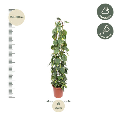 Philodendron Scandens Brasil Gitter - 160 cm