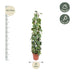 Philodendron Scandens Brasil Gitter - 160 cm Bild 2