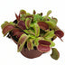 Venusfliegenfalle Dionaea Muscipula Ø12cm, Höhe 12cm Bild 1