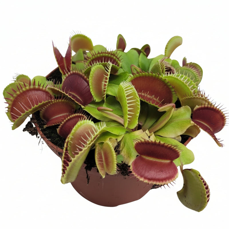 Venusfliegenfalle Dionaea Muscipula Ø12cm, Höhe 12cm
