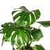 Monstera Deliciosa Tauerii im Ø21cm Topf, 70-90cm hoch Bild 3