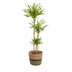 Dracaena Deremensis Rikki Topfpflanze mit Korb Ø24cm, 130-150cm Bild 1