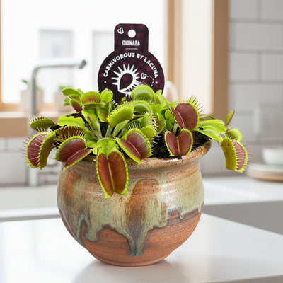 Venusfliegenfalle (Dionaea Muscipula) im Ø12cm Topf
