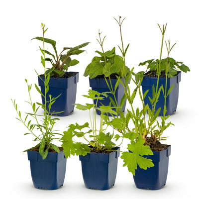 Green boutiQ - Perennials - Border Plant Package - Bee and Butterfly Attracting - Various - Types and Colors - 6 Plants - 11cm Pot - Height 15-25cm