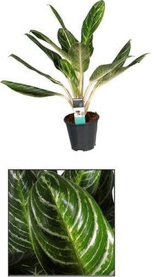 Aglaonema Keylime Zimmerpflanze – Ø17cm, 60cm hoch, pflegeleicht