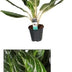 Aglaonema Keylime Zimmerpflanze – Ø17cm, 60cm hoch, pflegeleicht Bild 2