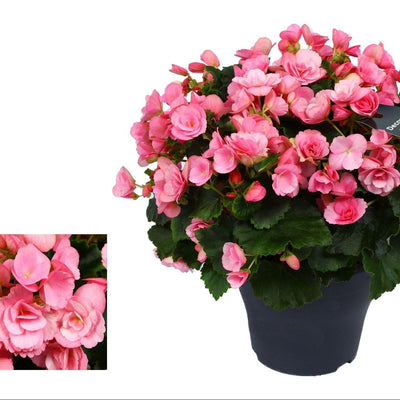 Begonie Betulia 'Candy' Roze – Ø19cm – ↕35cm – Rosa Blüte