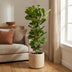 Ficus Lyrata Bush - 160 cm - Fiddle-leaf Fig, Ø27 Bild 3