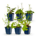 Green boutiQ - Stauden - Beetpaket - Bienen- und Schmetterlingsanziehend - Verschiedene - Arten und Farben - 6 Pflanzen - Topf 11cm - Höhe 15-25cm Bild 1