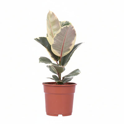 Ficus Elastica Tineke - Ø17cm - ↕50cm - Panaschierte Zimmerpflanze