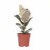 Ficus Elastica Tineke - Ø17cm - ↕50cm - Panaschierte Zimmerpflanze Bild 1
