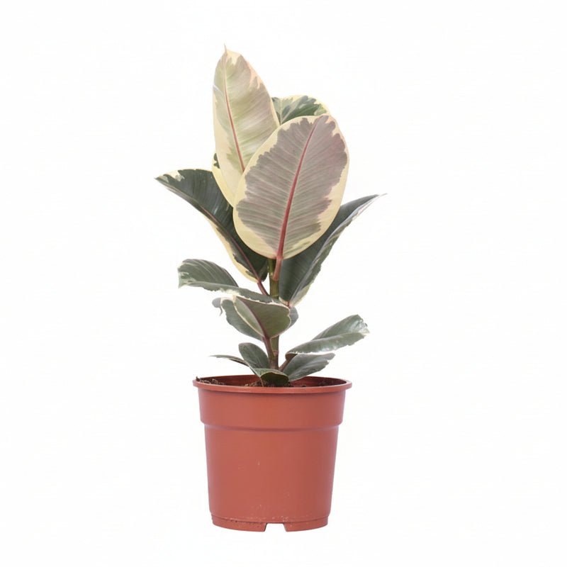 Ficus Elastica Tineke - Ø17cm - ↕50cm - Panaschierte Zimmerpflanze
