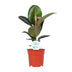 Ficus Elastica Robusta, Gummibaum Ø17cm, H55cm Bild 2