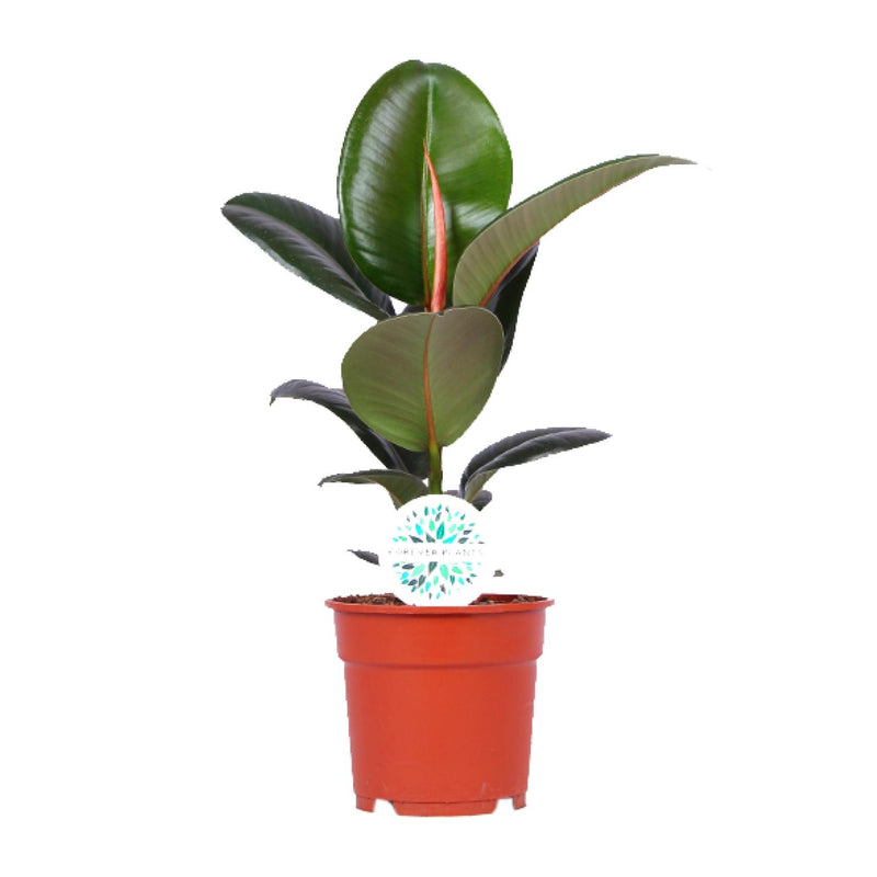Ficus Elastica Robusta, Gummibaum Ø17cm, H55cm