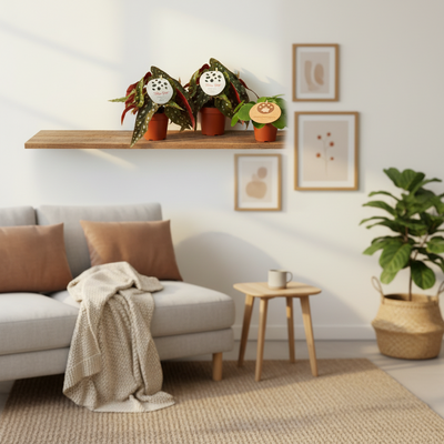 2x Pilea Peperomioides + 2x Begonia Maculata, Set (Ø12cm)