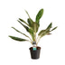 Aglaonema Keylime Zimmerpflanze – Ø17cm, 60cm hoch, pflegeleicht Bild 1