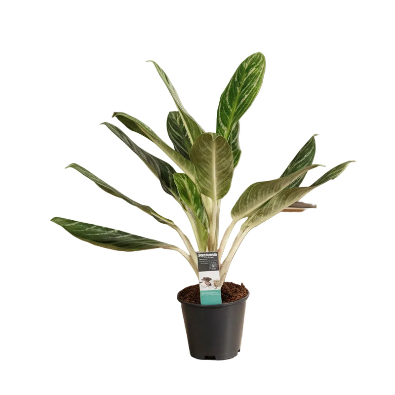 Aglaonema Keylime Zimmerpflanze – Ø17cm, 60cm hoch, pflegeleicht