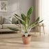 Aglaonema Keylime Zimmerpflanze – Ø17cm, 60cm hoch, pflegeleicht Bild 4