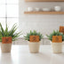 2x Aloe Spider + 2x Crassula Tenelli - 4er Set Zimmerpflanzen Ø10,5cm Bild 3