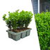 Buxus NewGen Freedom: 6 robuste, winterharte Buchsbäume im Set Bild 1