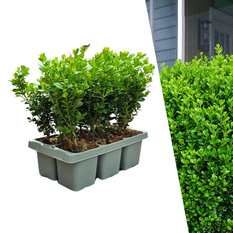 Buxus NewGen Freedom: 6 robuste, winterharte Buchsbäume im Set