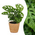 Green boutiQ - Monstera Adansonii - Monstera Adansonii - 1 Plant - met Mand - Pot 12cm - Hoogte - 25cm Bild 1