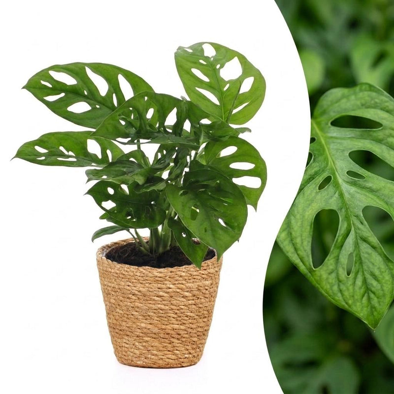 Green boutiQ - Monstera Adansonii - Monstera Adansonii - 1 Plant - met Mand - Pot 12cm - Hoogte - 25cm