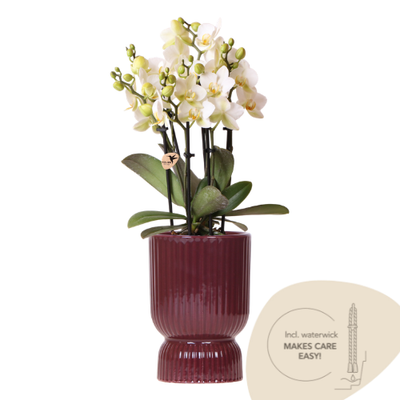 Kolibri Orchids | Weiße Lausanne Orchidee + roter Diabolo Übertopf | inkl. Gießdocht | Ø9cm | blühende Zimmerpflanze – frisch vom Züchter