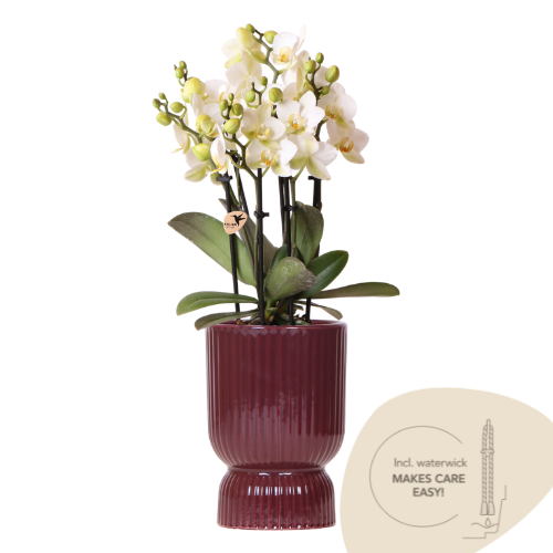 Hummingbird Orchid White Lausanne with red Diabolo pot & watering wick