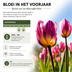 Tulpenzwiebeln Light and Dreamy – 20 Stück | KH Bloembollen® | Wunderschöne Pastellfarben – Für Garten oder Topf – Größe 11/12 – Frisch vom Züchter! Bild 6