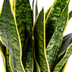 Bogenhanf Sansevieria Futura Superba - Pflegeleicht & Dekorativ Bild 3