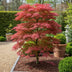 Acer palmatum Seiryu: Japanischer Ahorn, 3 Pflanzen, 35cm, Topf 12cm Bild 7