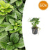 60x Pachysandra terminalis - ↕10-25cm - Ø9cm Bild 1