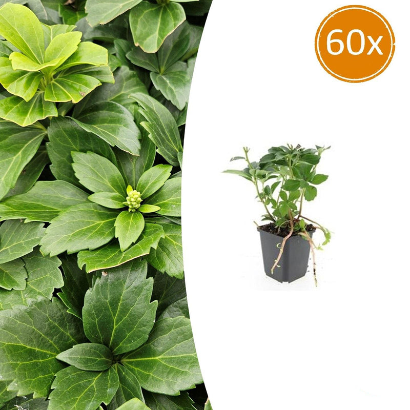 60x Pachysandra terminalis - ↕10-25cm - Ø9cm