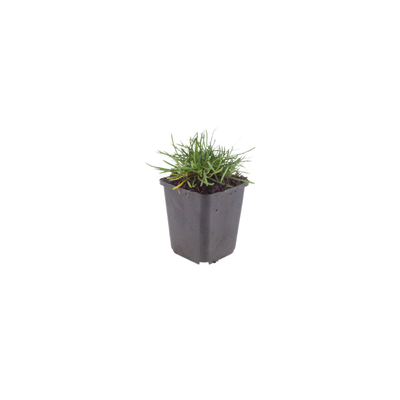 12x Armeria maritima 'Splendens' - 10-25cm - Ø9cm Topf