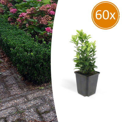 60x Euonymus Green Spire - 10-25cm - Topf Ø9cm