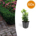 60x Euonymus Green Spire - 10-25cm - Topf Ø9cm Bild 1