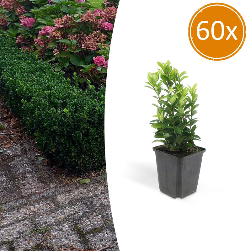 60x Euonymus Green Spire - 10-25cm - Topf Ø9cm