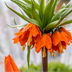 Fritillaria Imperialis Rubra Rot/Orange 5 Stück Bild 1