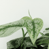 Scindapsus Pictus Trebie: 2 elegante Pflanzen im 12cm Topf, 15cm hoch Bild 4