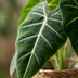 Alocasia Frydek (Elefantenohr) mit Korb - 60cm Höhe Bild 4