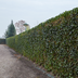 Hedera Hibernica - Efeu - Fertighecke - ↨180 cm Bild 5