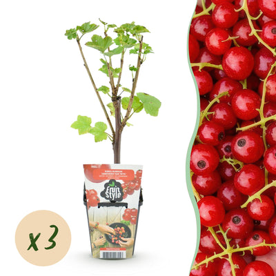 GreenboutiQ - Obstpflanzen - Rote Johannisbeere - Ribes rubrum Jonkheer van Tets - Winterhart - 3 Pflanzen - Topf 9 cm - Rote Johannisbeere