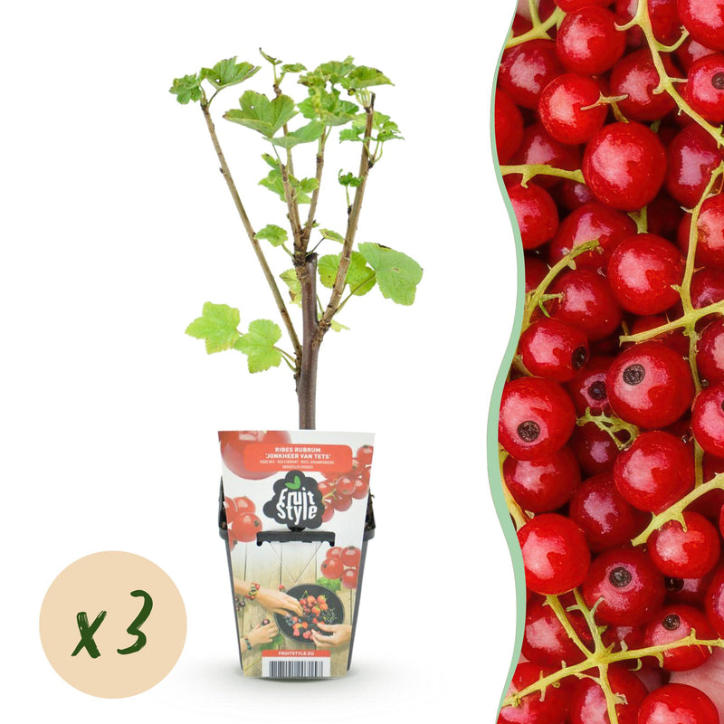 GreenboutiQ - Obstpflanzen - Rote Johannisbeere - Ribes rubrum Jonkheer van Tets - Winterhart - 3 Pflanzen - Topf 9 cm - Rote Johannisbeere