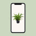 Asplenium Antiquum Vogelnestfarn Ø17cm – Exotische Zimmerpflanze für Zuhause Bild 5