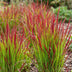 Green boutiQ - Gräser - Imperata cylindrica Red Baron - Japanisches Blutgras - Rote Ausläufer - Rot - 1 Pflanze - Topf 11cm - Höhe 15-25cm Bild 6